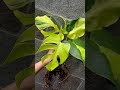 monstera Light Lime #plants #garden#green#nature #housplants#anamahias#orchids #aroids#antorium#fyp