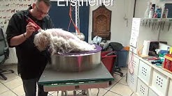 Hundefriseur =Groomer