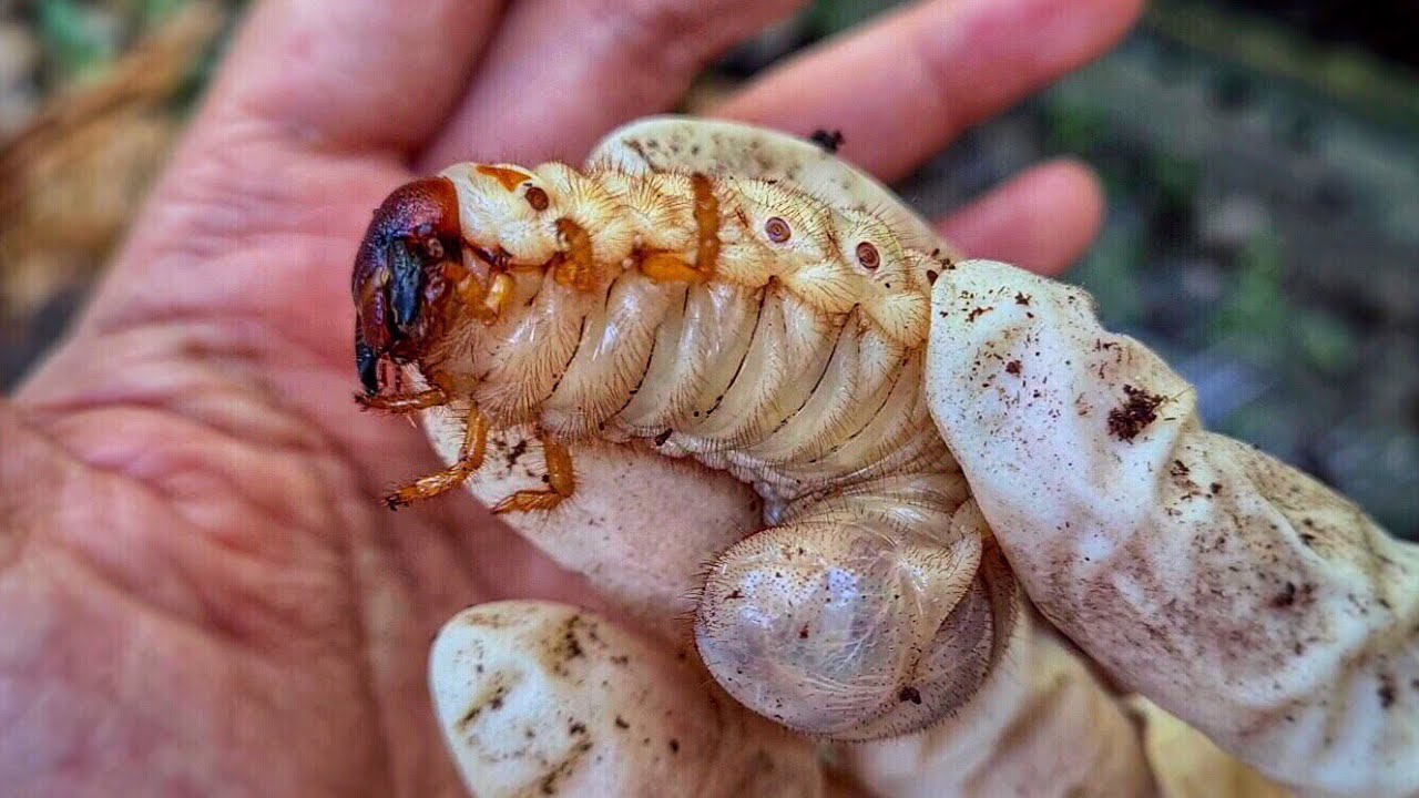 PET MỚI - Đi Bắt Sùng Dừa Siêu To