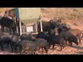 Bowhunting AGGRESSIVE WILD HOGS