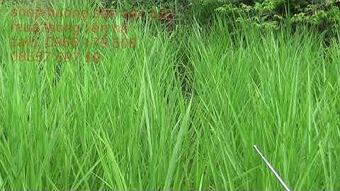 Bẫy chồn đèn, cách bẫy những con chồn bị bể tiếng.