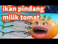 IKAN PINDANG Kesayangan Tomat Lebay