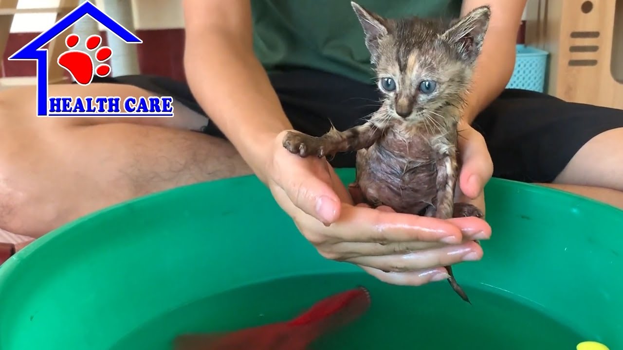 Babykätzchen miaut glücklich mit ihrem ersten Bad nach der Rettung - Bellas kleines Kätzchen Karamel