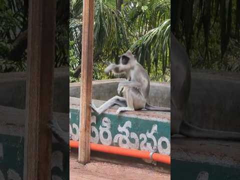 తిరుమల నడక మార్గంలో కొండముచ్చు