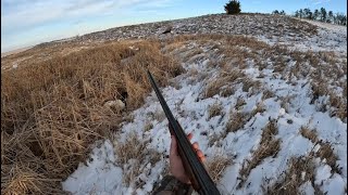 North Dakota Private Land Pheasant Hunt 2023| Limited Out in time to bring home supper