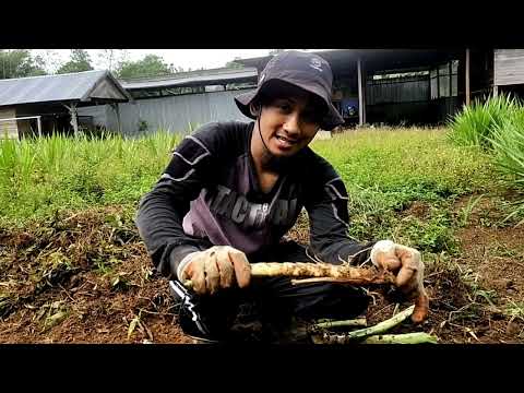 Cara menanam rumput odot yang benar 