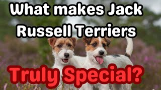 Discover the Fascinating World of Jack Russell Terriers! #jackrussellterrier #dogsbreed #dogs