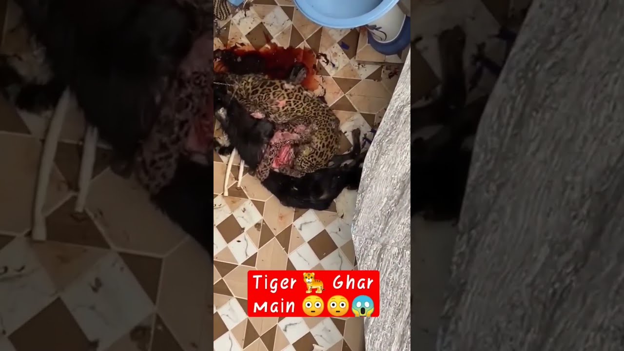 Cheetah Attack Home Dog Shorts Video