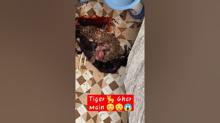 cheetah attack home dog #shorts #video