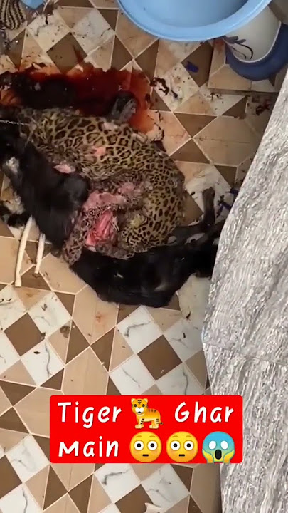 cheetah attack home dog #shorts #video