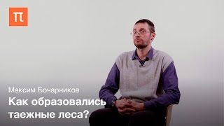Фитоценоз тайги – Максим Бочарников