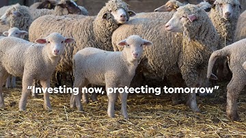 Transition to electronic identification of sheep and goats