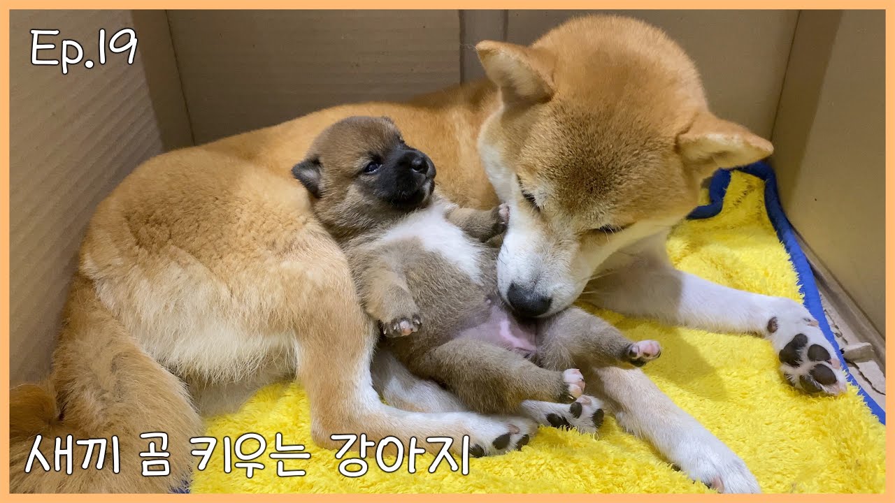 강아지가 곰을 키우다니... [ Ep.19 ]