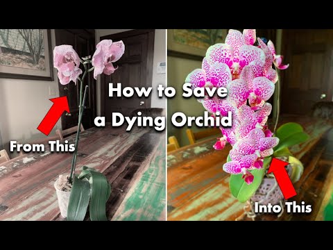 How to Save a Dying Orchid 