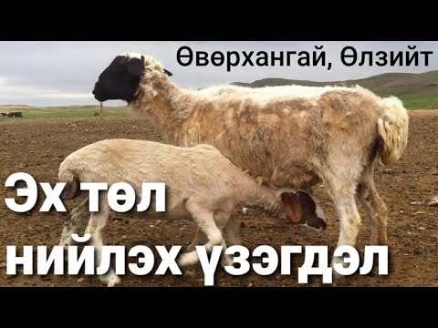 Видео: Ямаа хэзээ эхээсээ салах вэ?