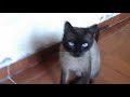Gato de ojos azules の動画、YouTube動画。