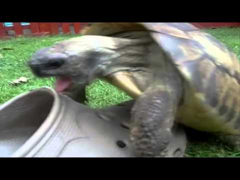 TURTLE REMIX 2016