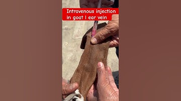 Intravenous injection in goat l dr Umar khan