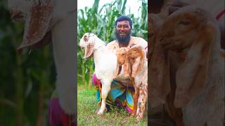 কম দামে ছাগল। #goat #goatfarming #whitegoat