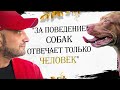 Антуан Наджарян: "За поведение собак отвечает только человек"