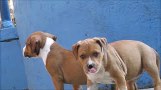 Filhotes de American Staffordshire Terrier - Ninhada King X New Kraftfeld Red Winchester