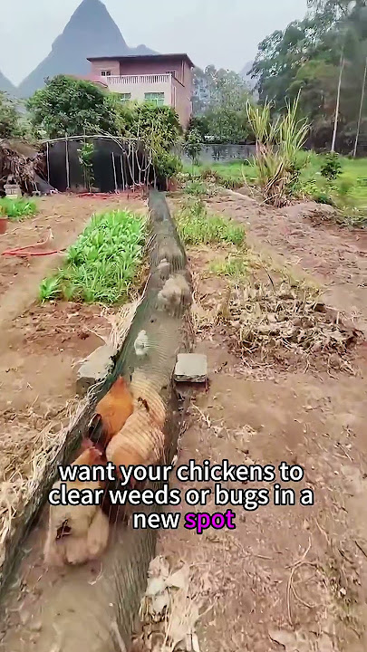 Kandang ayam unik dari AS #tiktok #untukmu #usa #ayam #kandang #peternakan