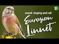 Eurasian linnet bird song sound call chirp melody  linnet chirping