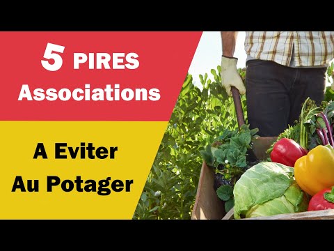 Vidéo: Companions For Artichaut - Quoi planter à côté des artichauts dans le jardin