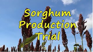 Sorghum Production Trial in Daanbantayan, Cebu.