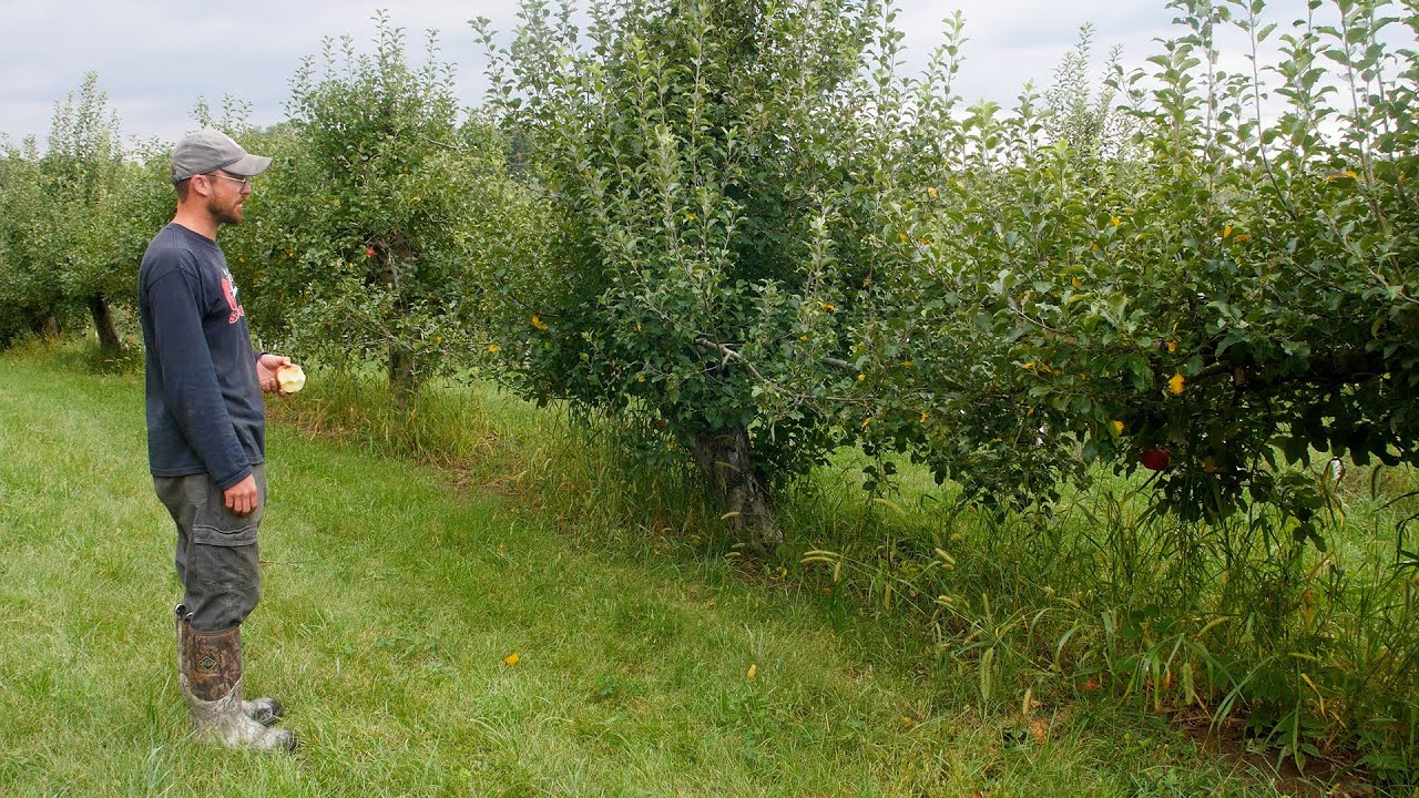 Facing Our Small Apple Crop