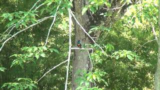 Starling at LG_ preferred the tree