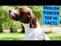 English Pointer - TOP 10 Interesting Facts の動画、YouTube動画。