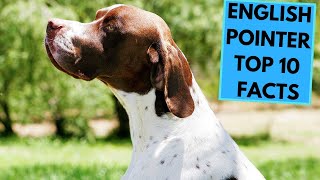 English Pointer  TOP 10 Interesting Facts