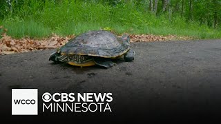 How this Minnesota city is looking to reduce turtle deaths