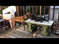 PIT BULL DOG VS. CAT 3! (play-fighting)