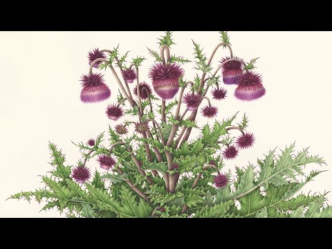 No12野村陽子ボタニカルアートWebミュージアム『富士薊』 - YouTube