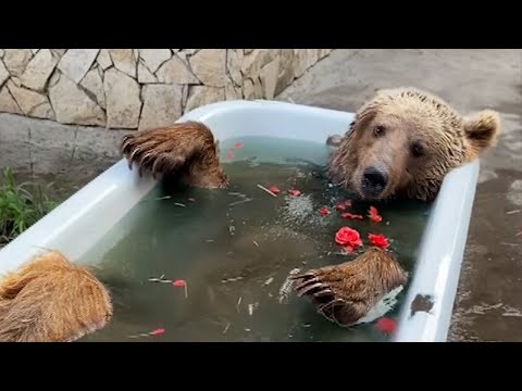 Bear takes a