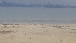 Oyster Catcher Birds New Jersey by Our Critter Tales 46 views 1 year ago 1 minute, 3 seconds