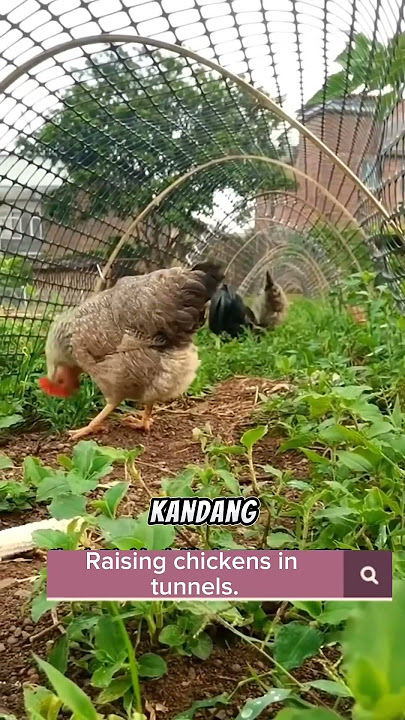 Unique Ways to Make a Chicken Coop #chickencoop #farming #agriculture #gardeningtips #livestock