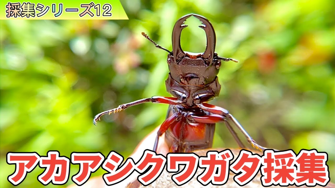 12種目】真っ赤な脚のクワガタ!アカアシクワガタを探せ!in福島 12種目】真っ赤な脚のクワガタ!アカアシクワガタを探せ!in福島