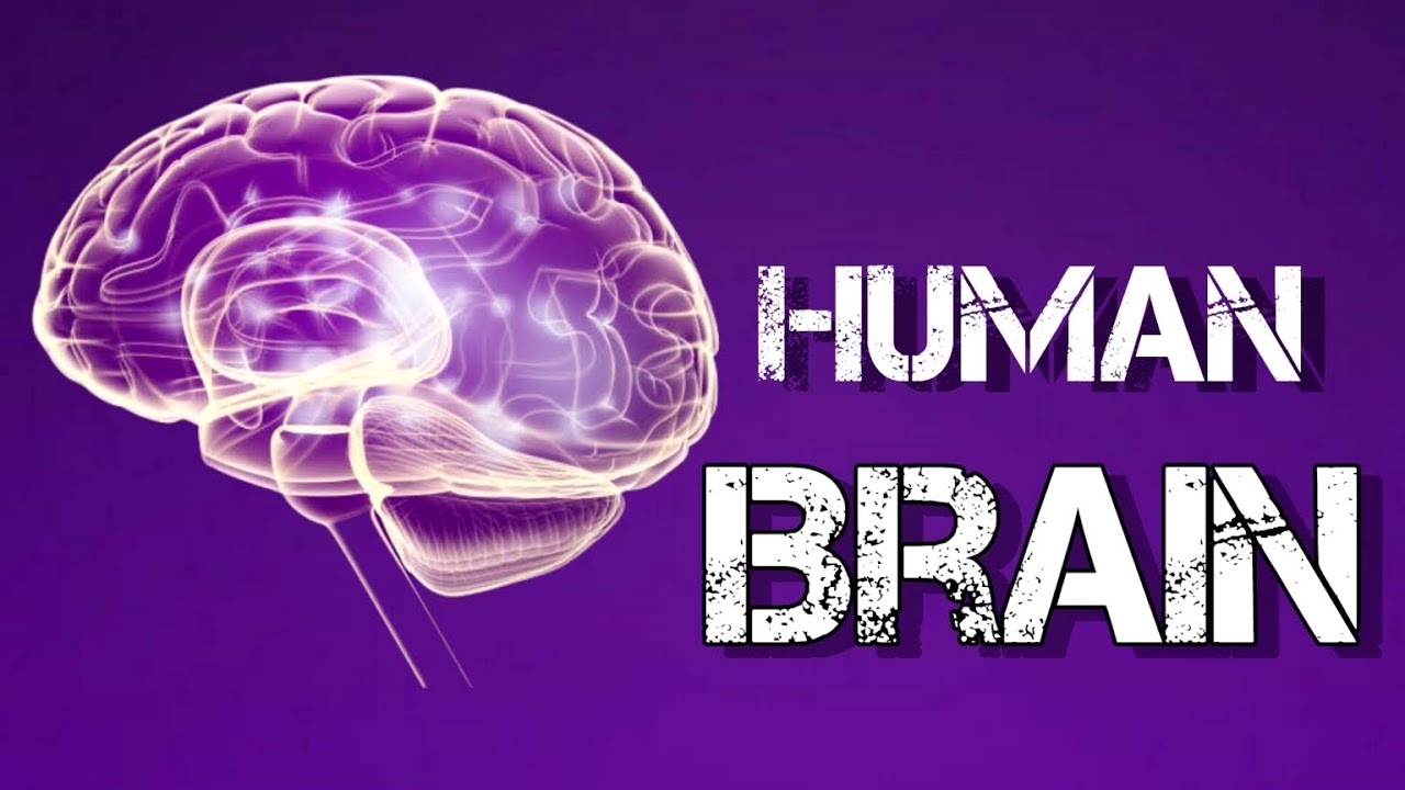 Famous legend : humans only uses ten percent of their brain - YouTube