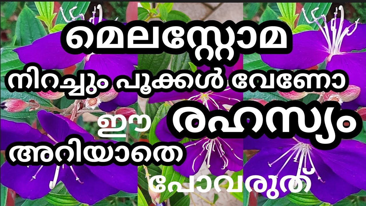 melastoma plant care &propagation method malayalam / മെലസ്റ്റോമ നിറയെ പൂക്കൾ ഉണ്ടാവാൻ ഇങ്ങനെ ചെയ്യു