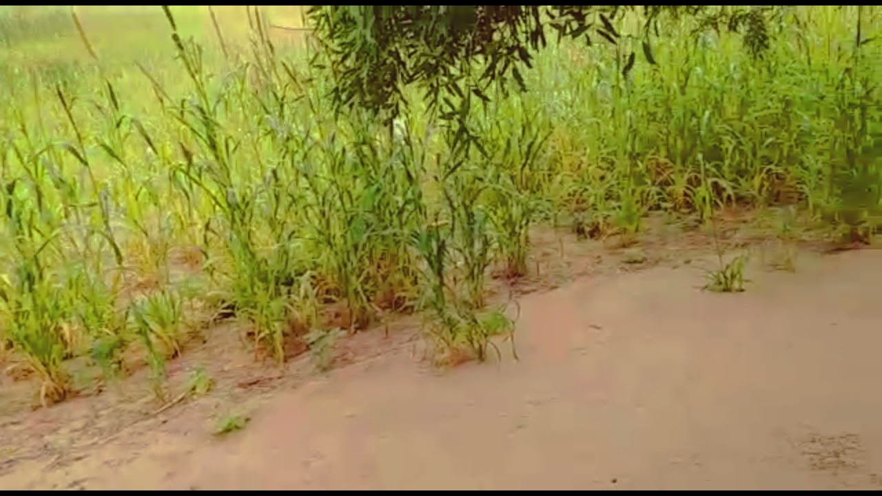 Green Tharparkar Beautiful Form Of Tharparkar Former Life Of Tharparkar