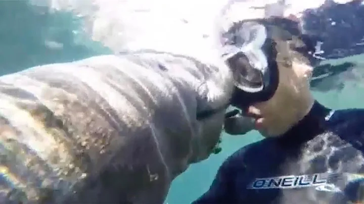 Diver Becomes Best Friends With Manatees