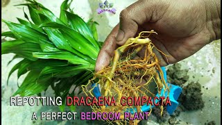 How to re pot a nursery bought indoor plant, Dracaena compacta/ Pineapple dracaena?