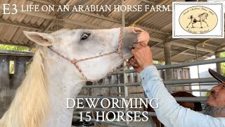 E3 Life on Arabian horse farm Deworming 15 horses quick and easy