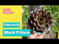 Echeverría black Prince