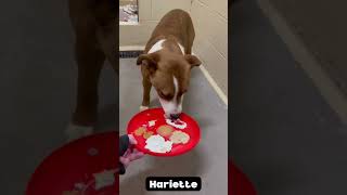 CCHS dogs get enrichment frisbees by Copper Country Humane Society 65 views 1 month ago 2 minutes, 7 seconds