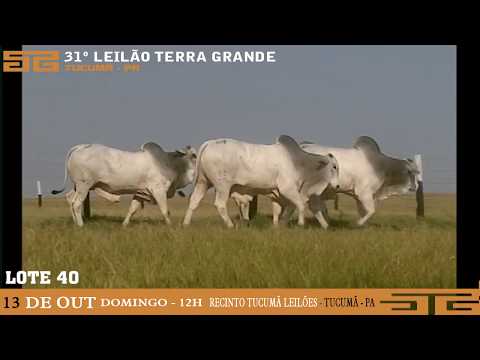LOTE 040