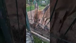 Кали - Маг Воздуха 🧐 Котенка Сдуло #Домзайца #Cats #Kitten #Deer #Funny